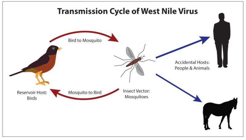 Disponibili le indagini di laboratorio per West Nile presso i laboratorio Bioanalisi di Vasto ed il Laboratorio Gram di San Salvo. 